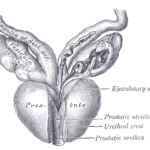 Early History of the Prostate